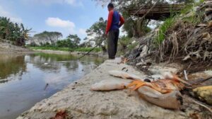 Ribuan Ikan Mati Mengambang di Sungai Deli: Ketum AMPHIBI Minta Dinas LH Sumut dan Kota Medan Turun Cek IPAL Industri,