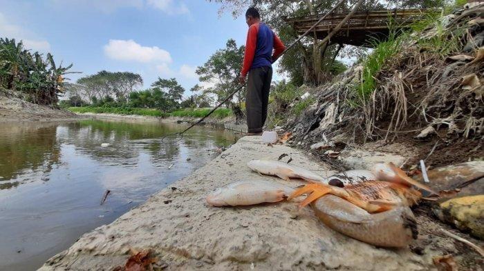 Ribuan Ikan Mati Mengambang di Sungai Deli: Ketum AMPHIBI Minta Dinas LH Sumut dan Kota Medan Turun Cek IPAL Industri,